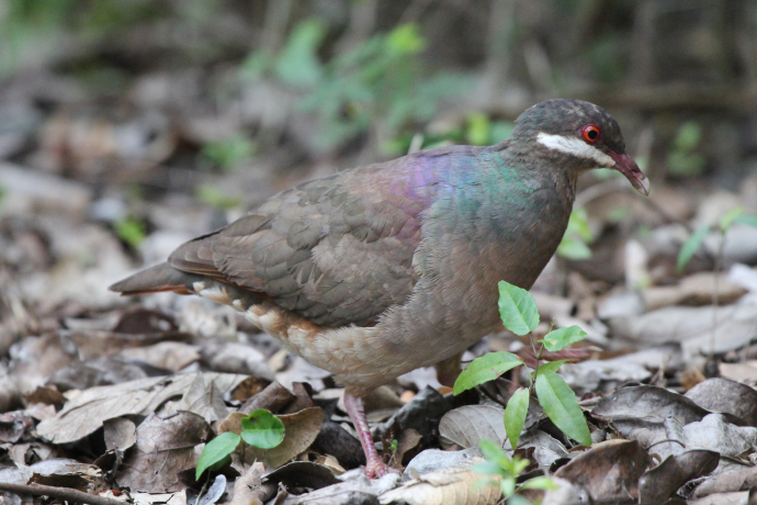 Guadeloupe : les chasseurs déboutés en appel